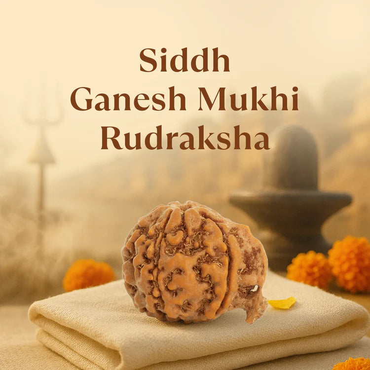 Ratmanee Ganesh Rudraksha for Obstacle Removal, Wisdom & Success