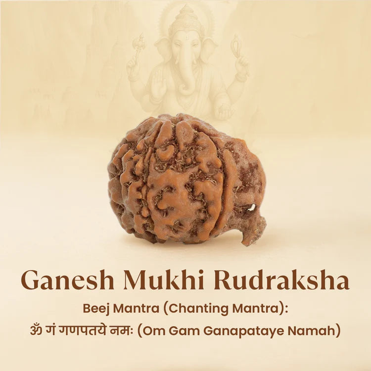 Ratmanee Ganesh Rudraksha for Obstacle Removal, Wisdom & Success