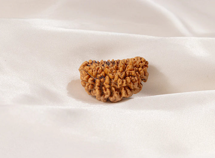 Ratmanee 1 Mukhi Kaju Rudraksha for Supreme Consciousness, Meditation & Moksha
