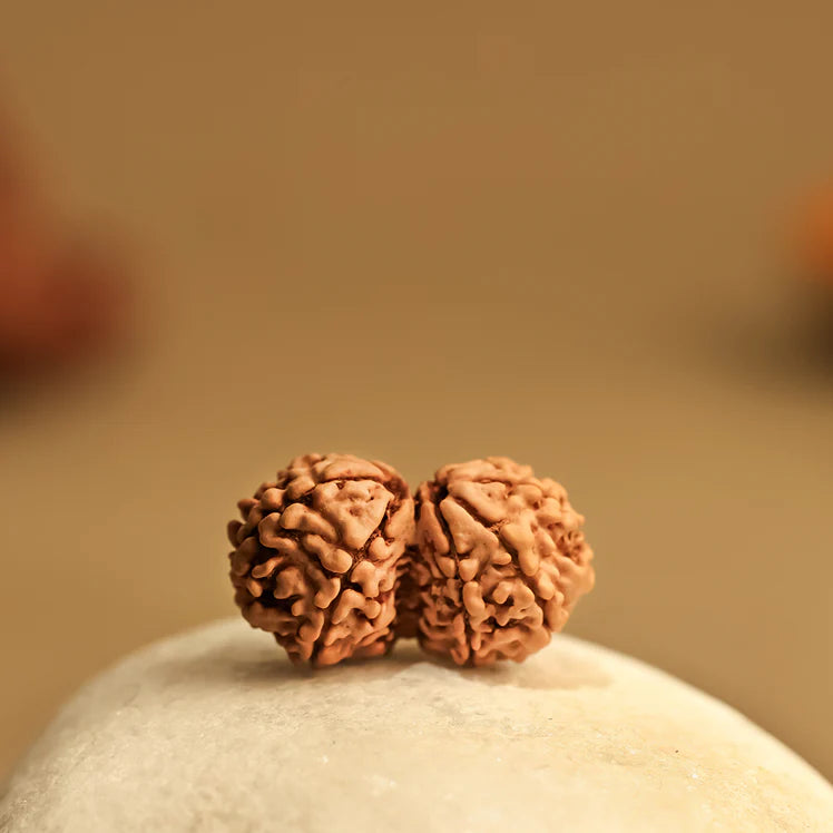 Ratmanee Gauri Shankar Rudraksha for Love, Harmony & Divine Union